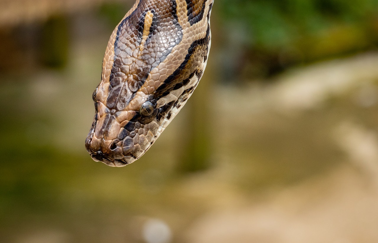Cum să te comporți dacă întâlnești un șarpe în natură: sfaturi de supraviețuire