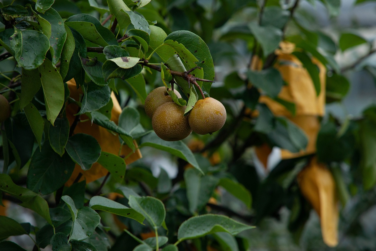 Ce este părul-sălbatic și ce părți se folosesc